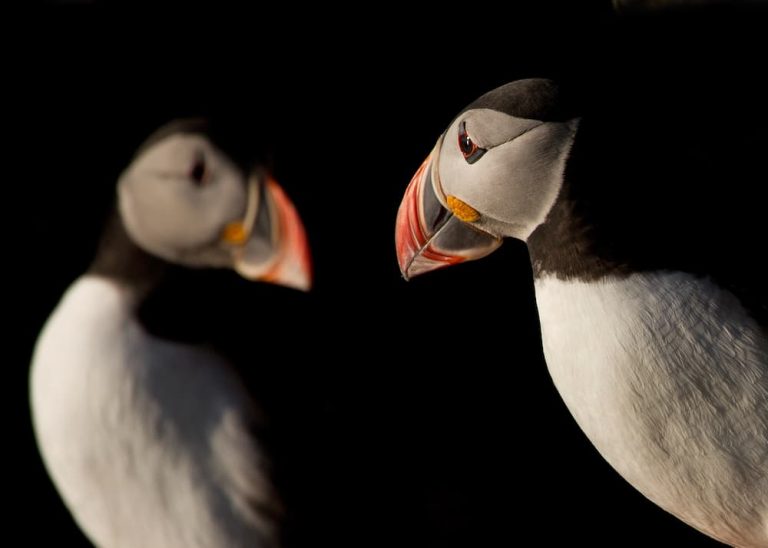 Close-up Puffin Portrait