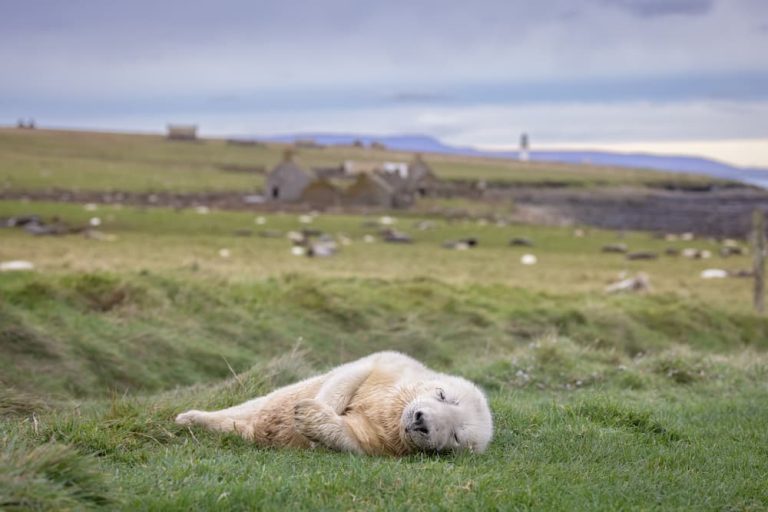 Resting Grey Seal Pup