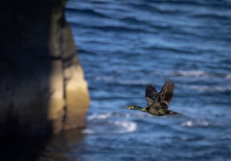 Shag in Flight
