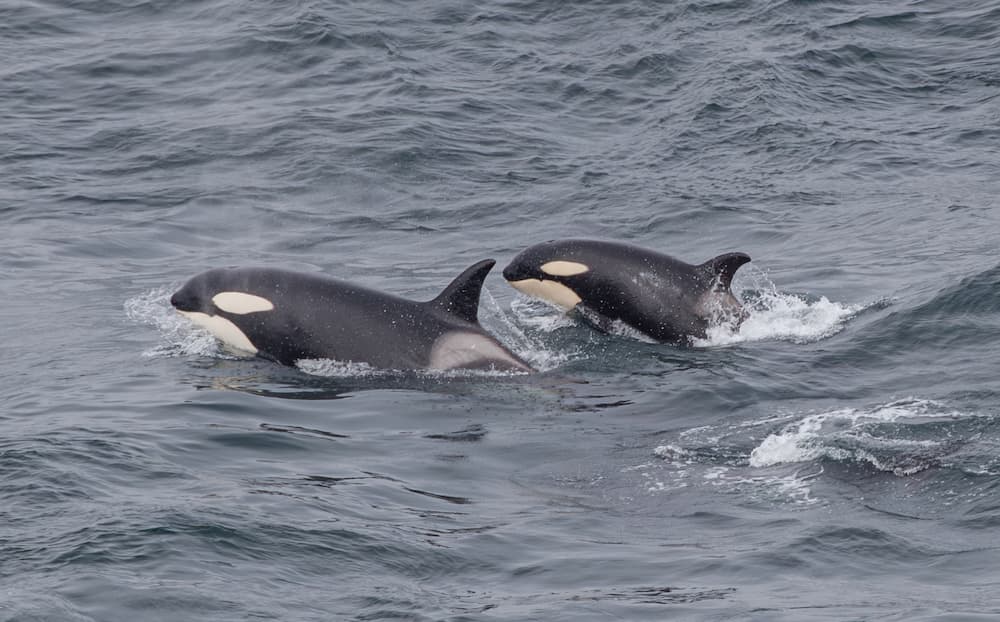 Killer Whale's at Sea