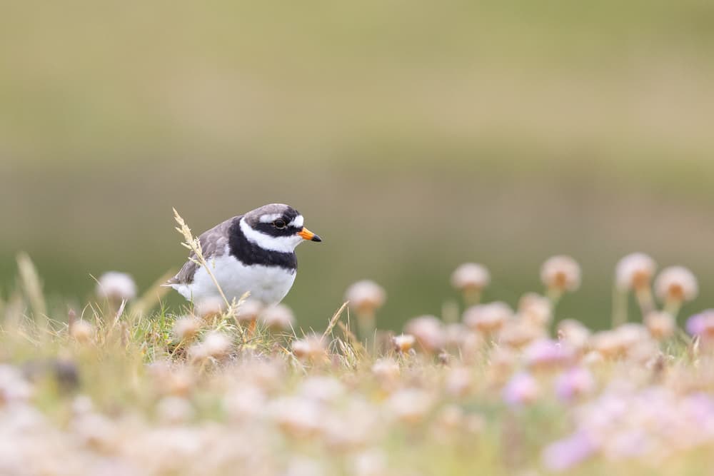 Ringed Plover