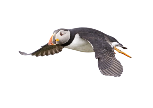 Puffin in Flight